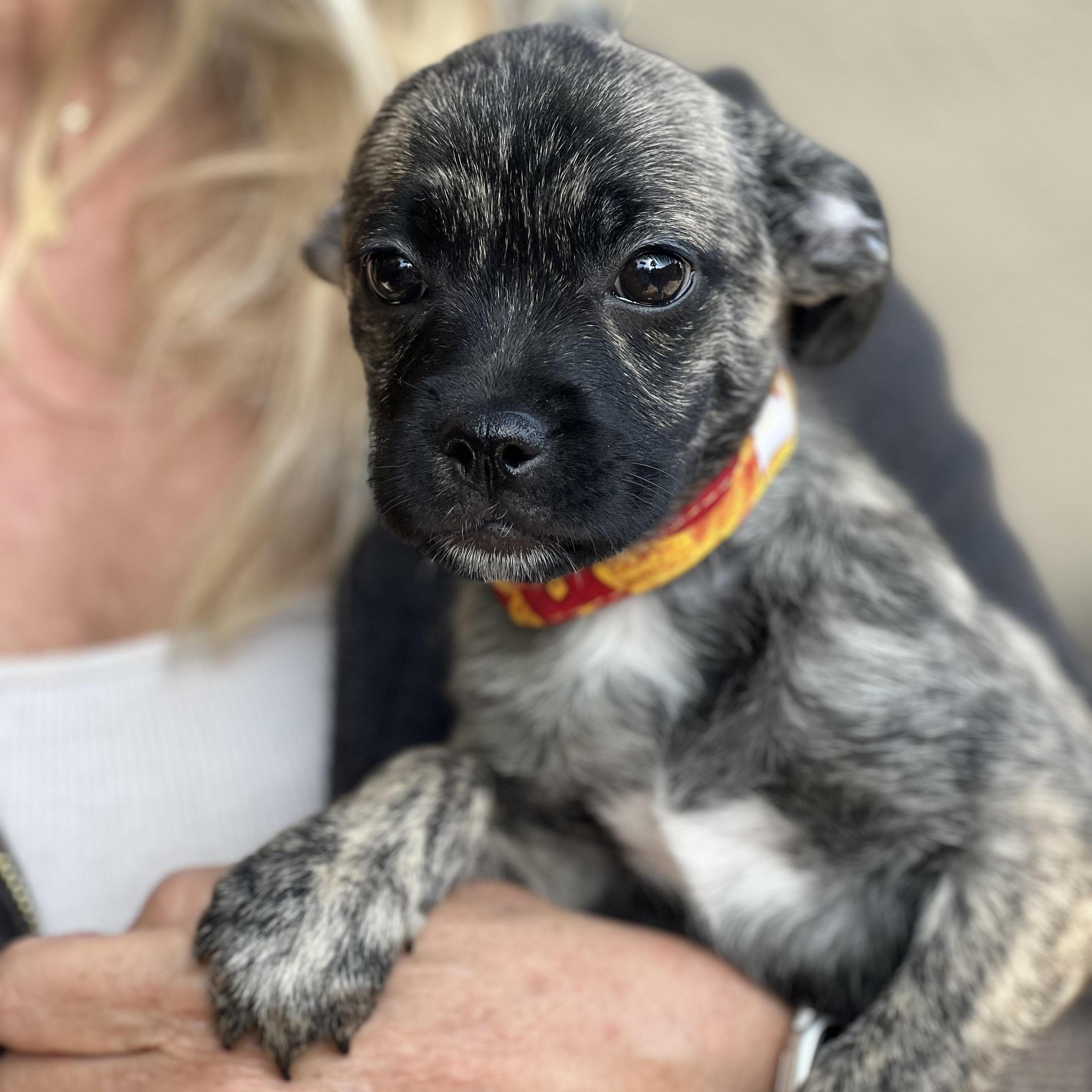 Pepper~ Brindle Cuddle Bug