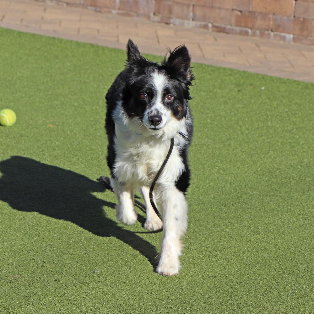 A senior medium-sized male Tricolor (Brown, Black, & White) Australian Shepherd dog named Rowdy for adoption in Port Washington, NY