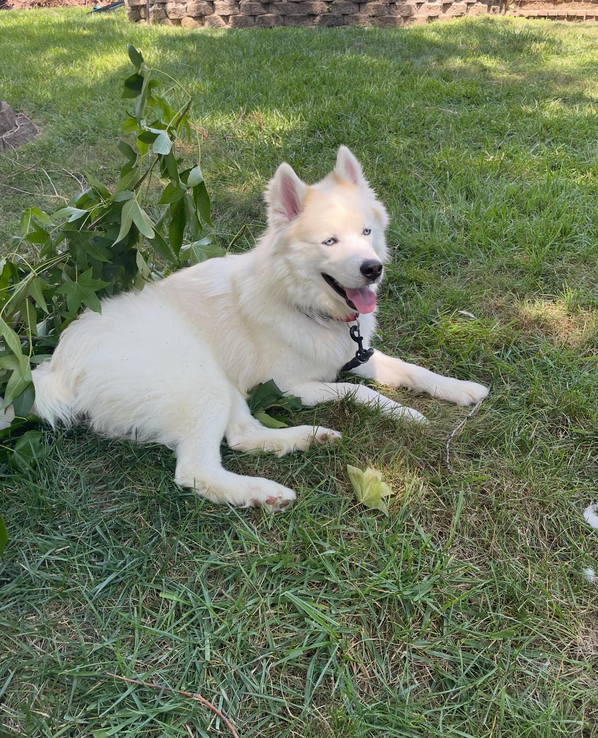 An adult medium-sized male Siberian Husky dog named Yetiteddy for adoption in Sumter, SC