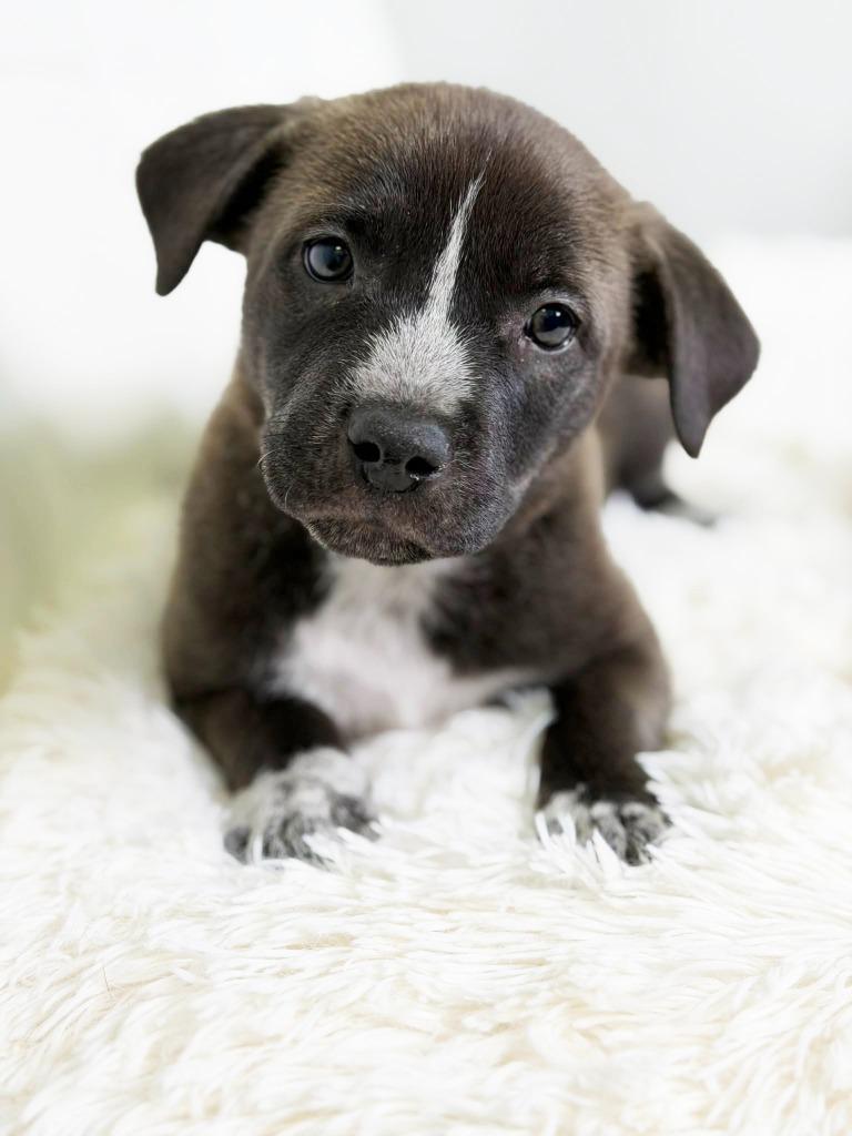 Cookie Litter Butter