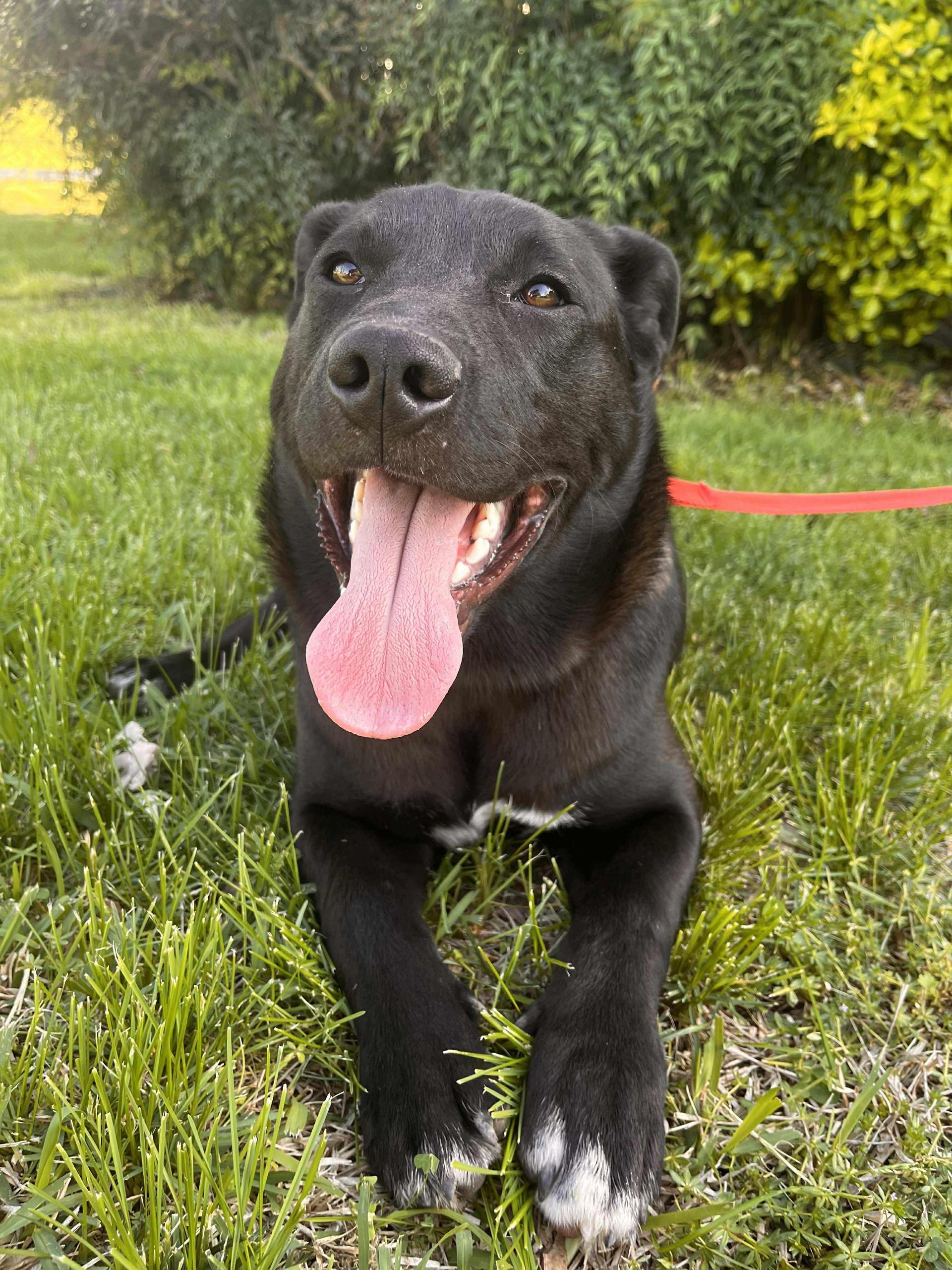 A young large-sized male American Bulldog dog named Johnny for adoption in Fosters, AL
