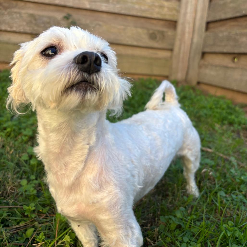 Snoopy Wiggleton photo 1