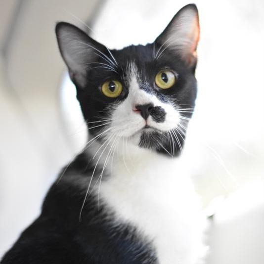Domino