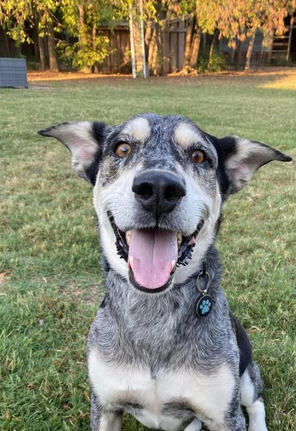 Bugs Courtesy Listing