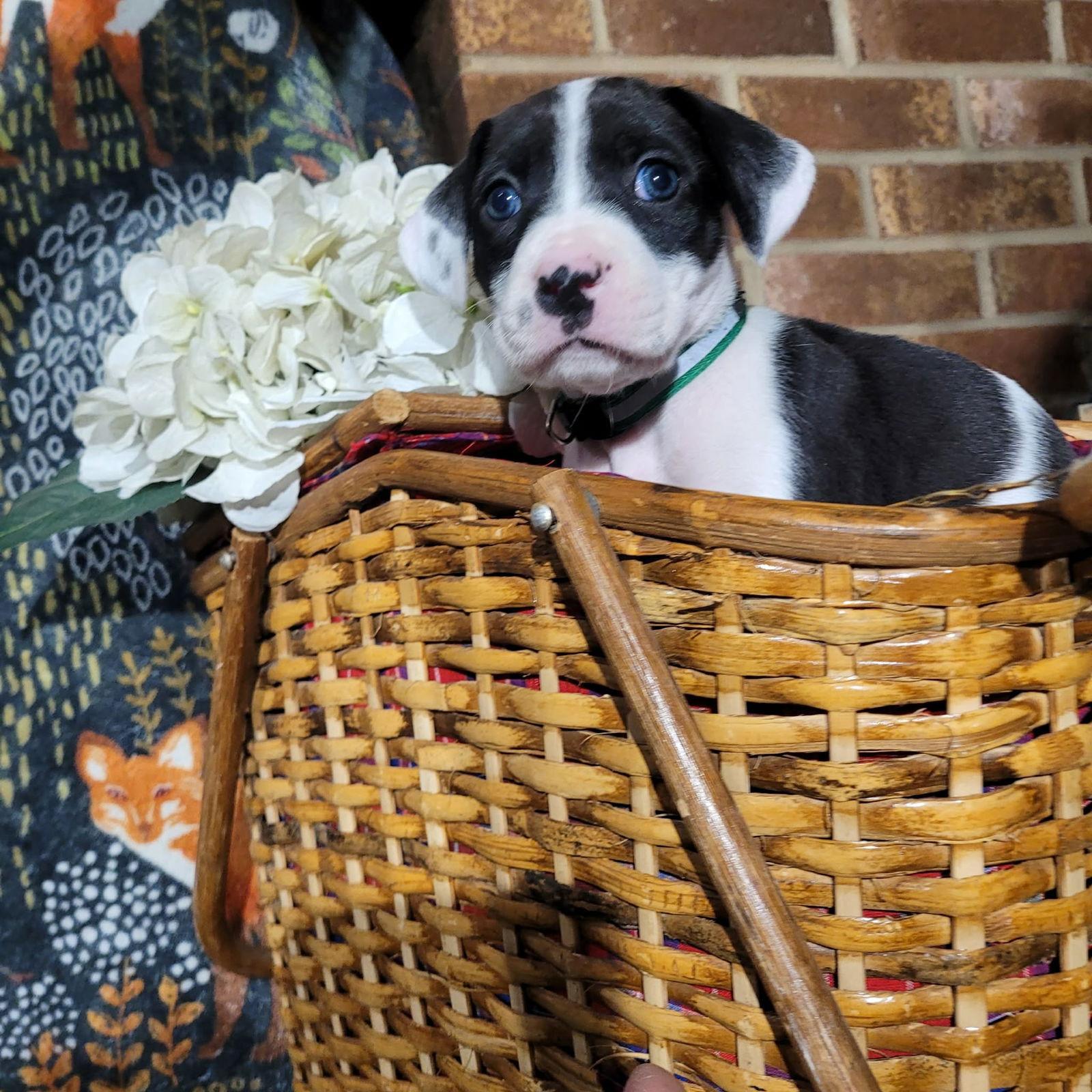 Orchidzelda's Litter