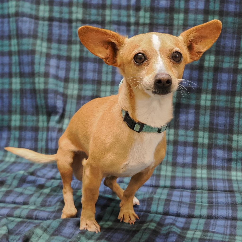 Joey Bonded To Frankie