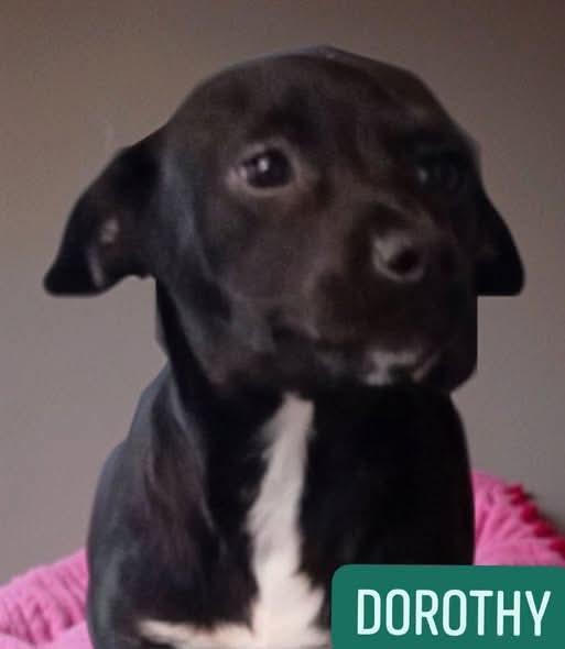 Dorothy