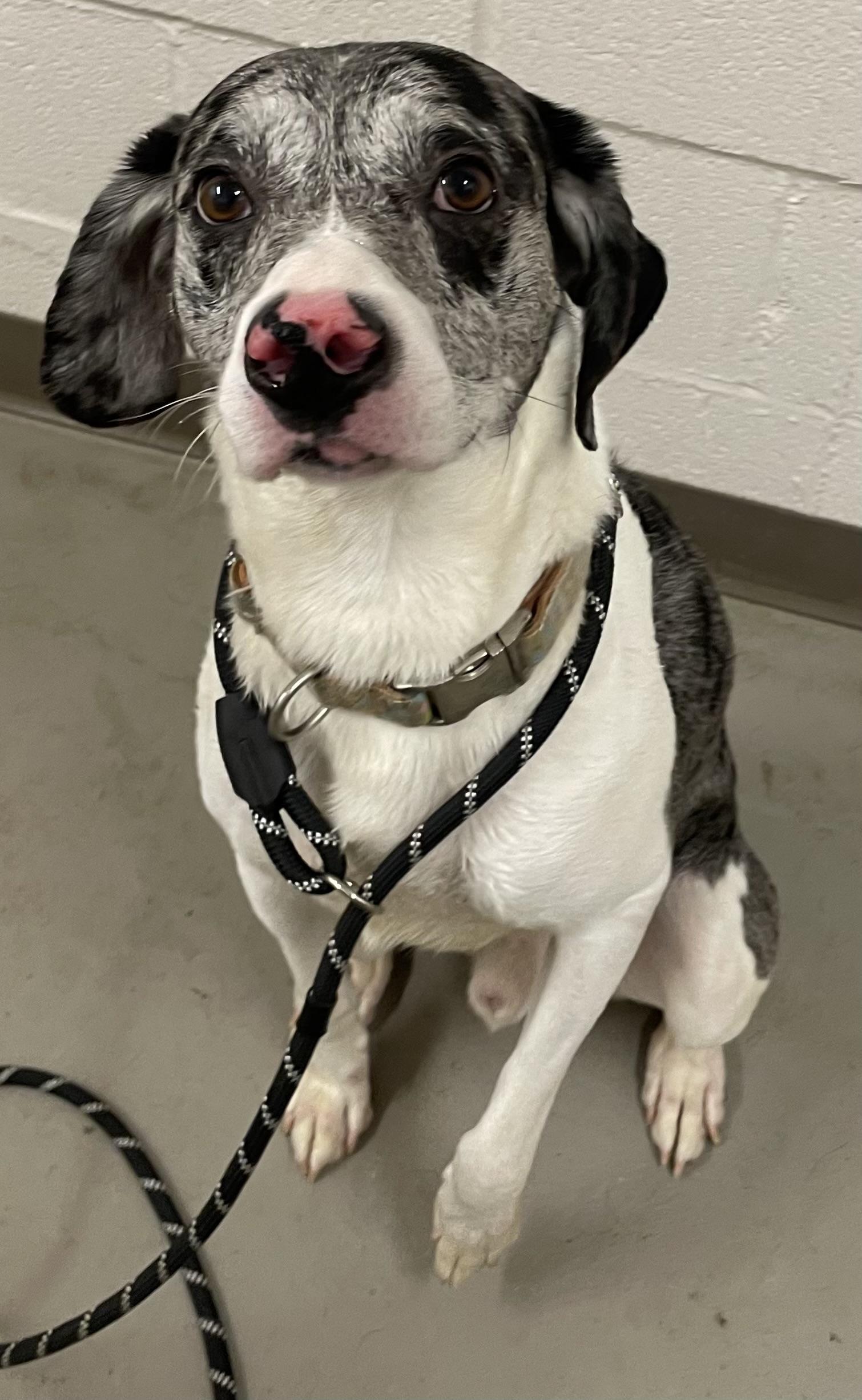 An adult medium-sized male Tricolor (Brown, Black, & White) Catahoula Leopard Dog dog named Leo Hold for adoption in Canton, OH