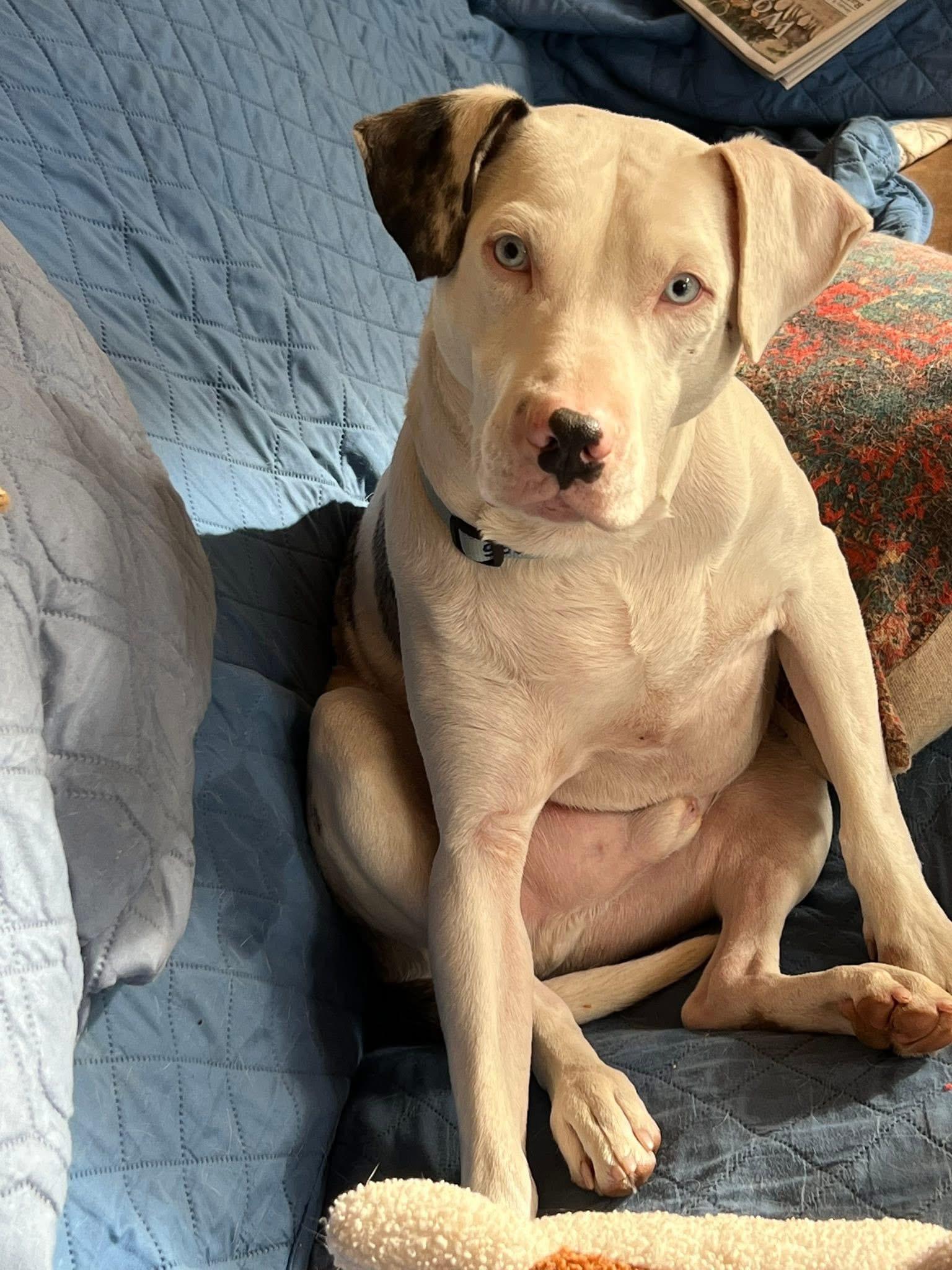 Reggie The Kindest Dog