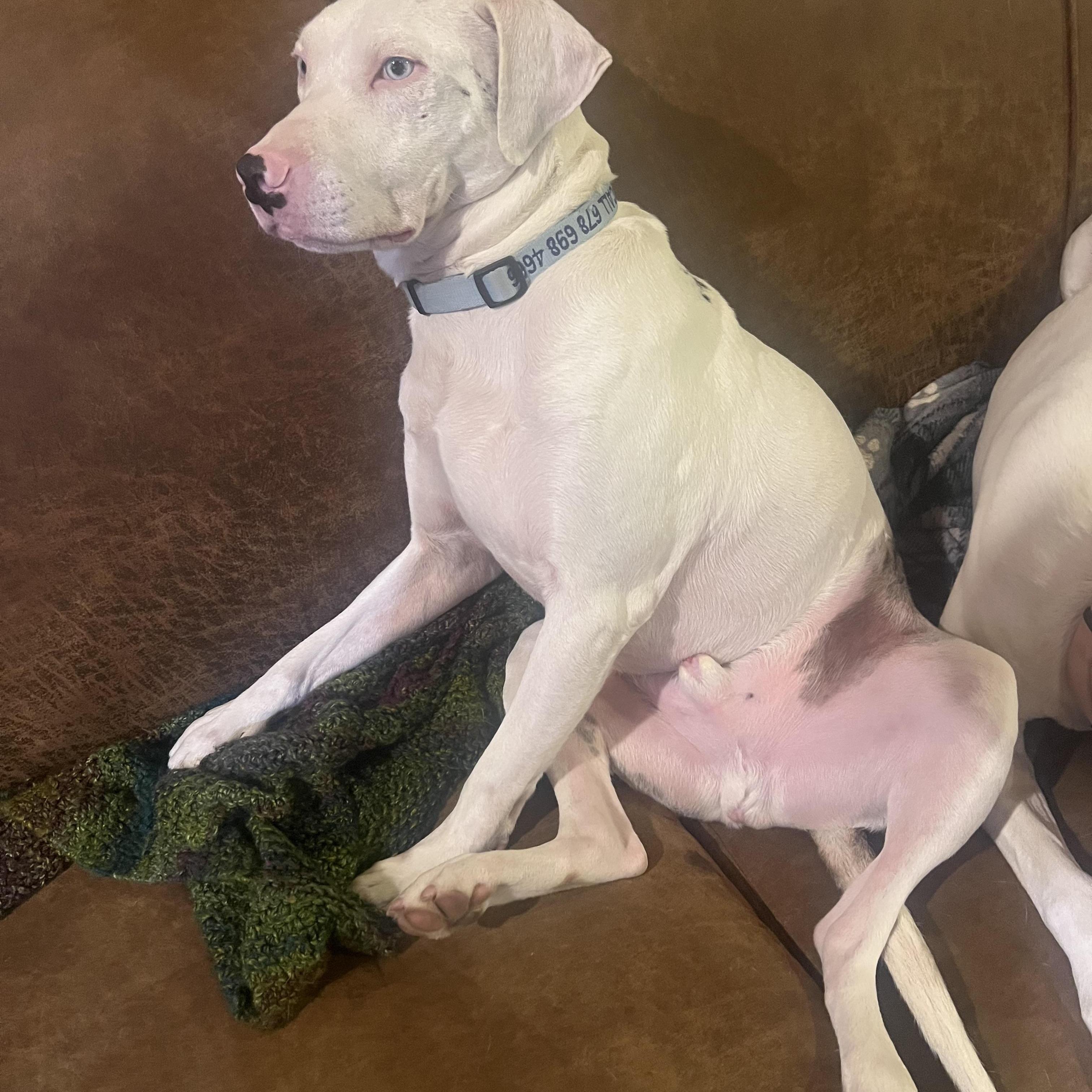 Reggie The Kindest Dog