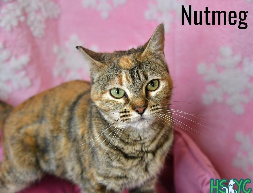 Nutmeg