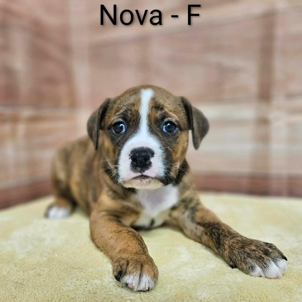 Nova