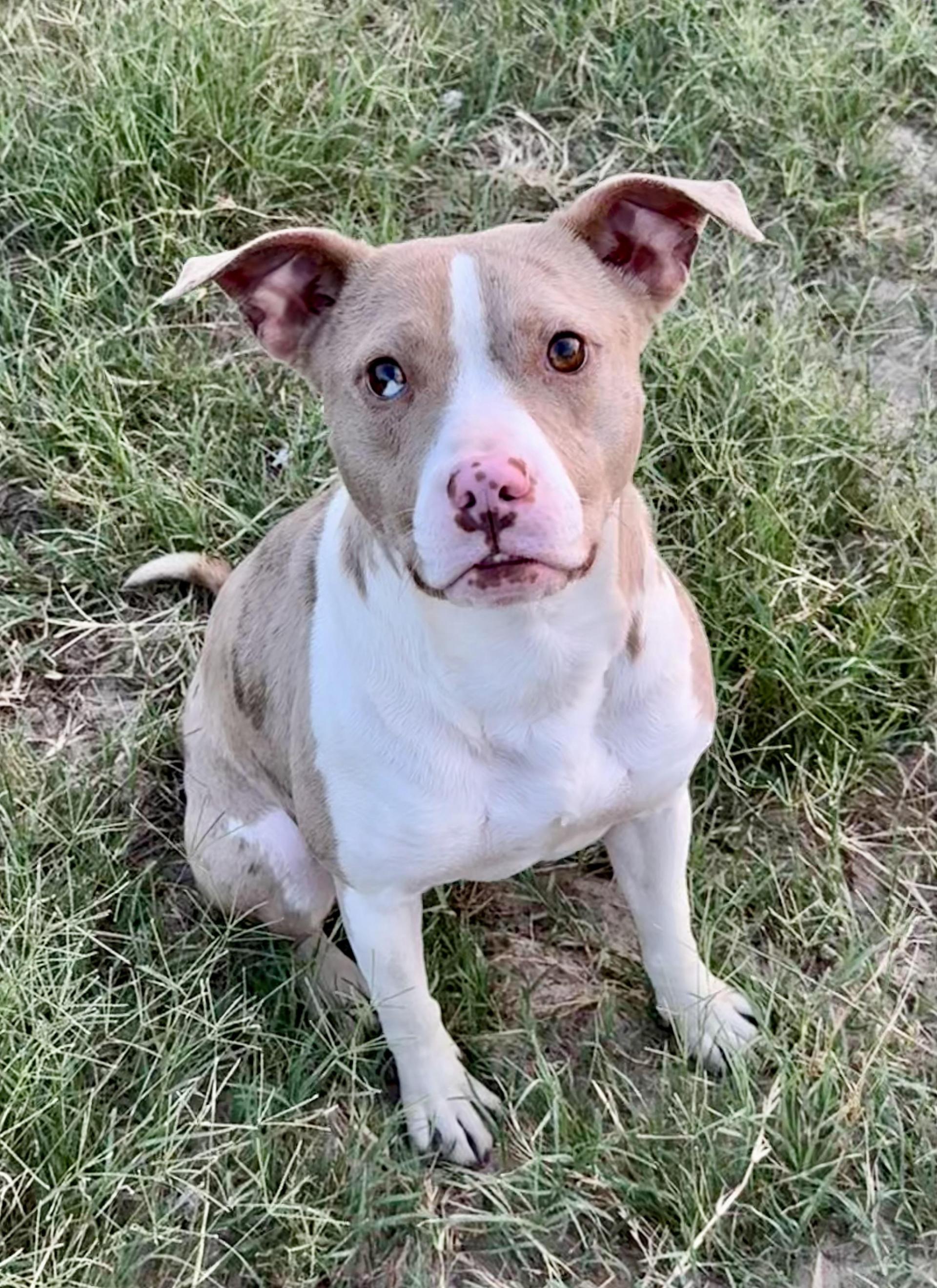 An adult medium-sized female Pit Bull Terrier dog named Bikini for adoption in San Antonio, TX