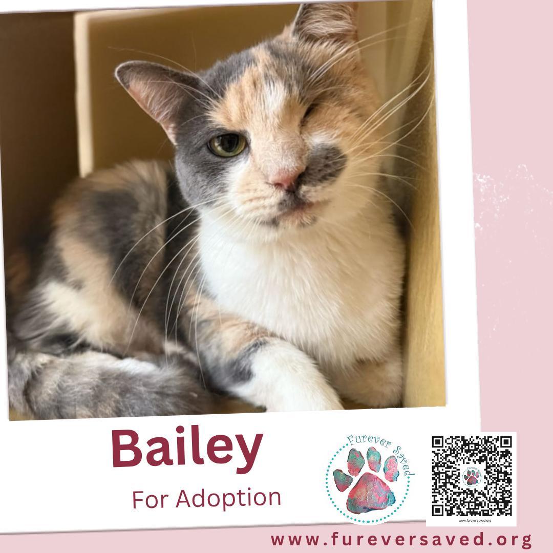 A young medium-sized female Domestic Short Hair cat named Bailey for adoption in Miami, FL