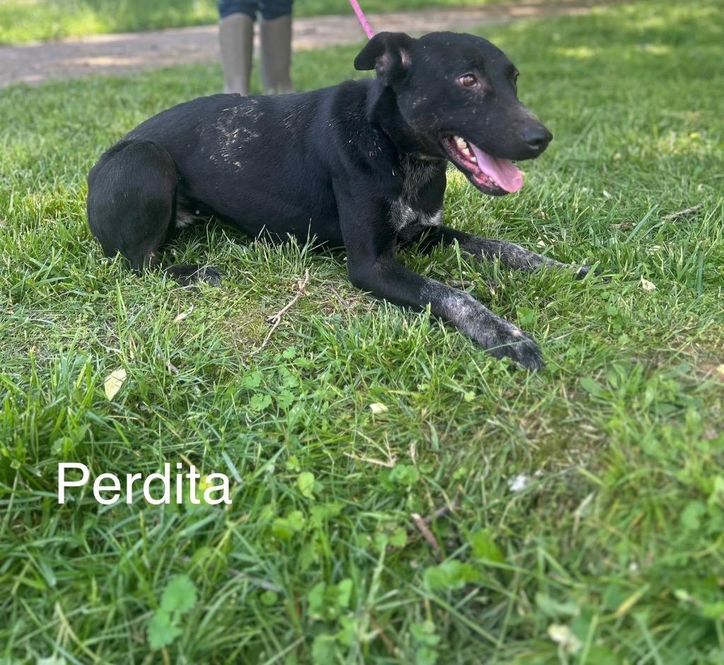 Perdita
