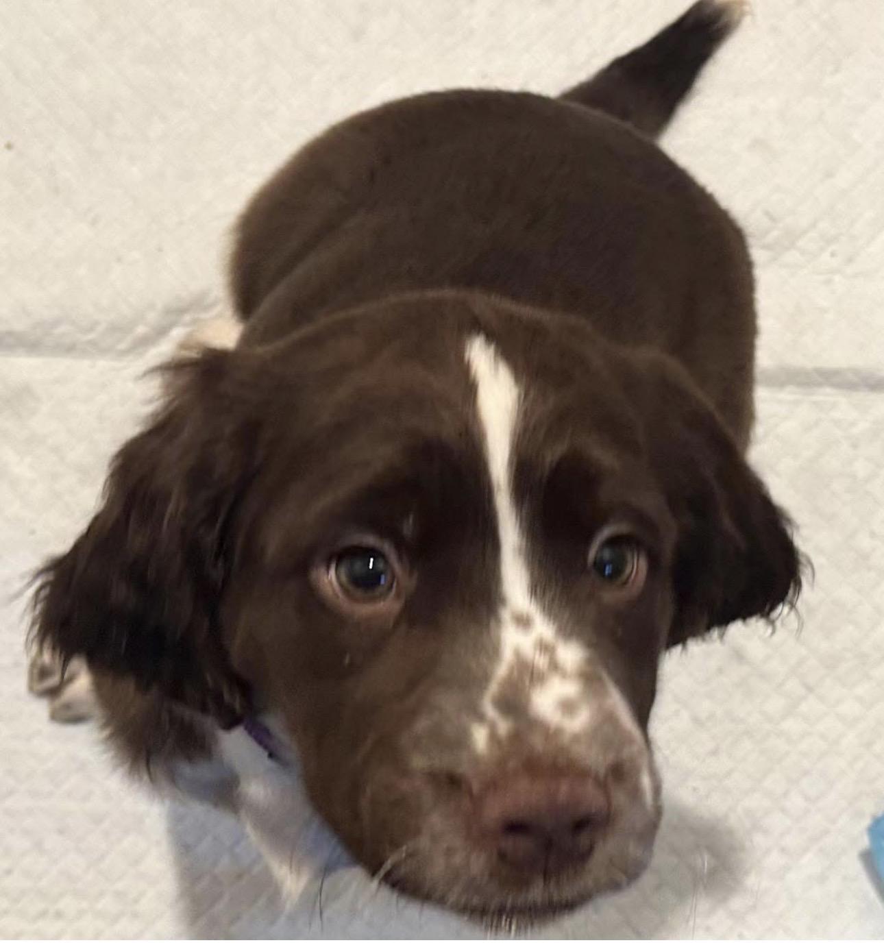 A baby medium-sized male English Springer Spaniel dog named Sammy for adoption in North Arlington, NJ