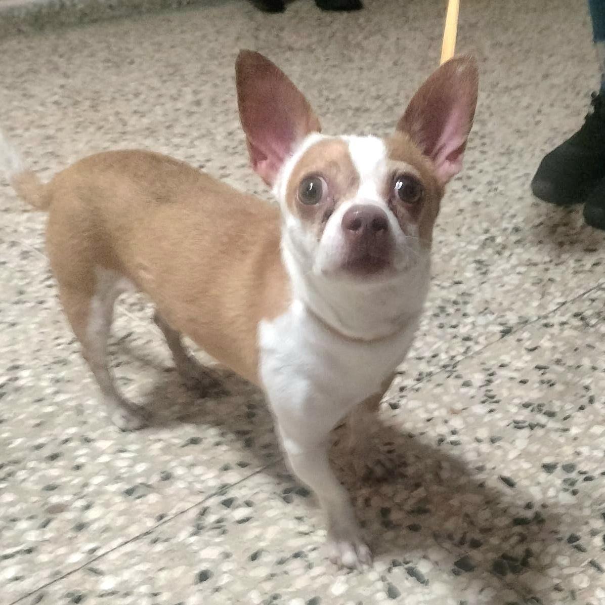 Cinnamon Bun "loyal &