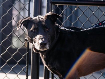 Ridley Fka Love Bug photo 1