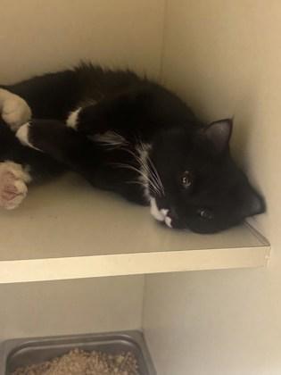 An adult large-sized female Domestic Short Hair cat named Morty for adoption in Chamblee, GA