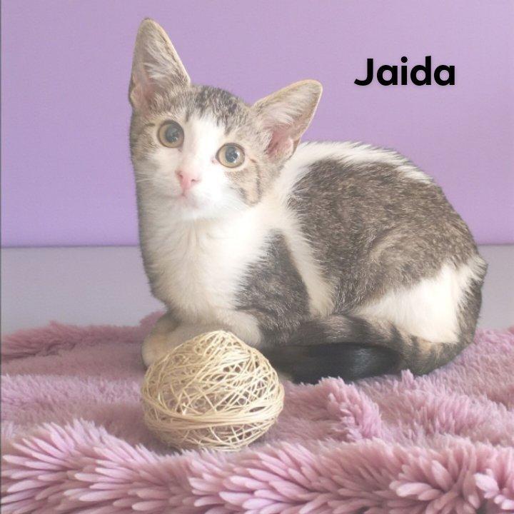 Jaida