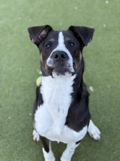 A young medium-sized male Mixed Breed dog named Gomez for adoption in Atlanta, GA