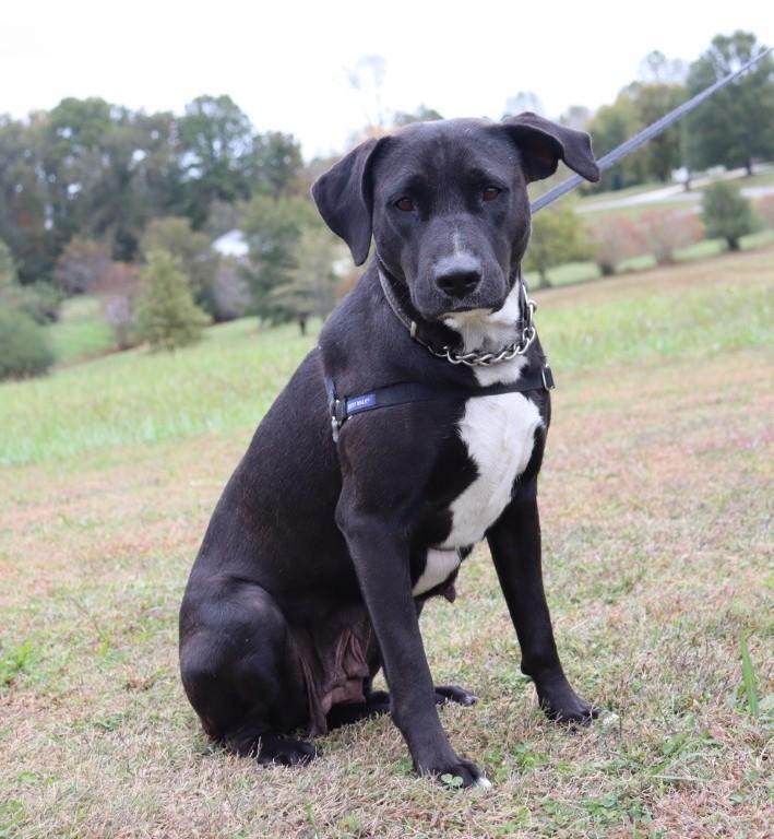A young medium-sized female Labrador Retriever dog named Ebony for adoption in Winchester, TN