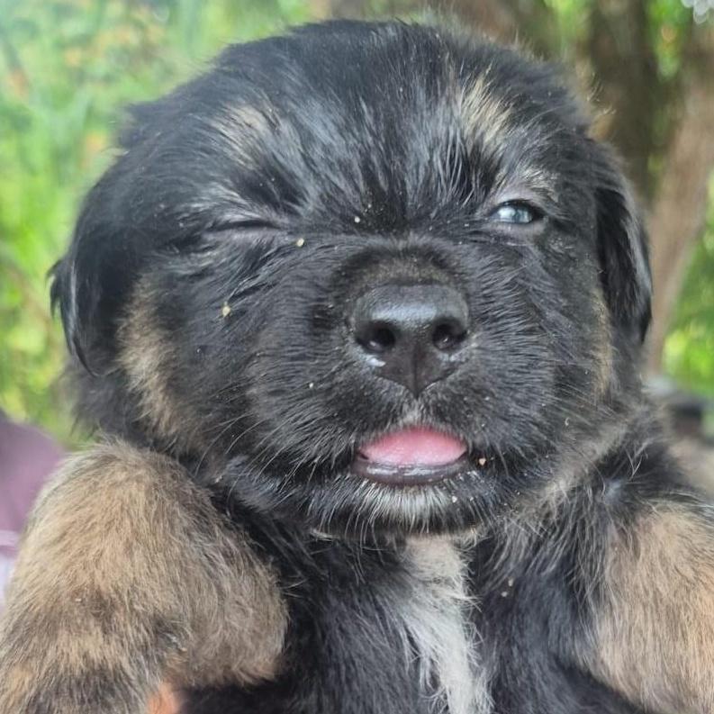 Hamilton "the Only Love