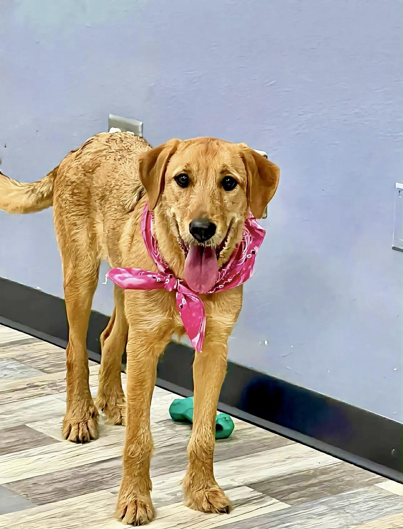 Jasmine The Airedale Mix