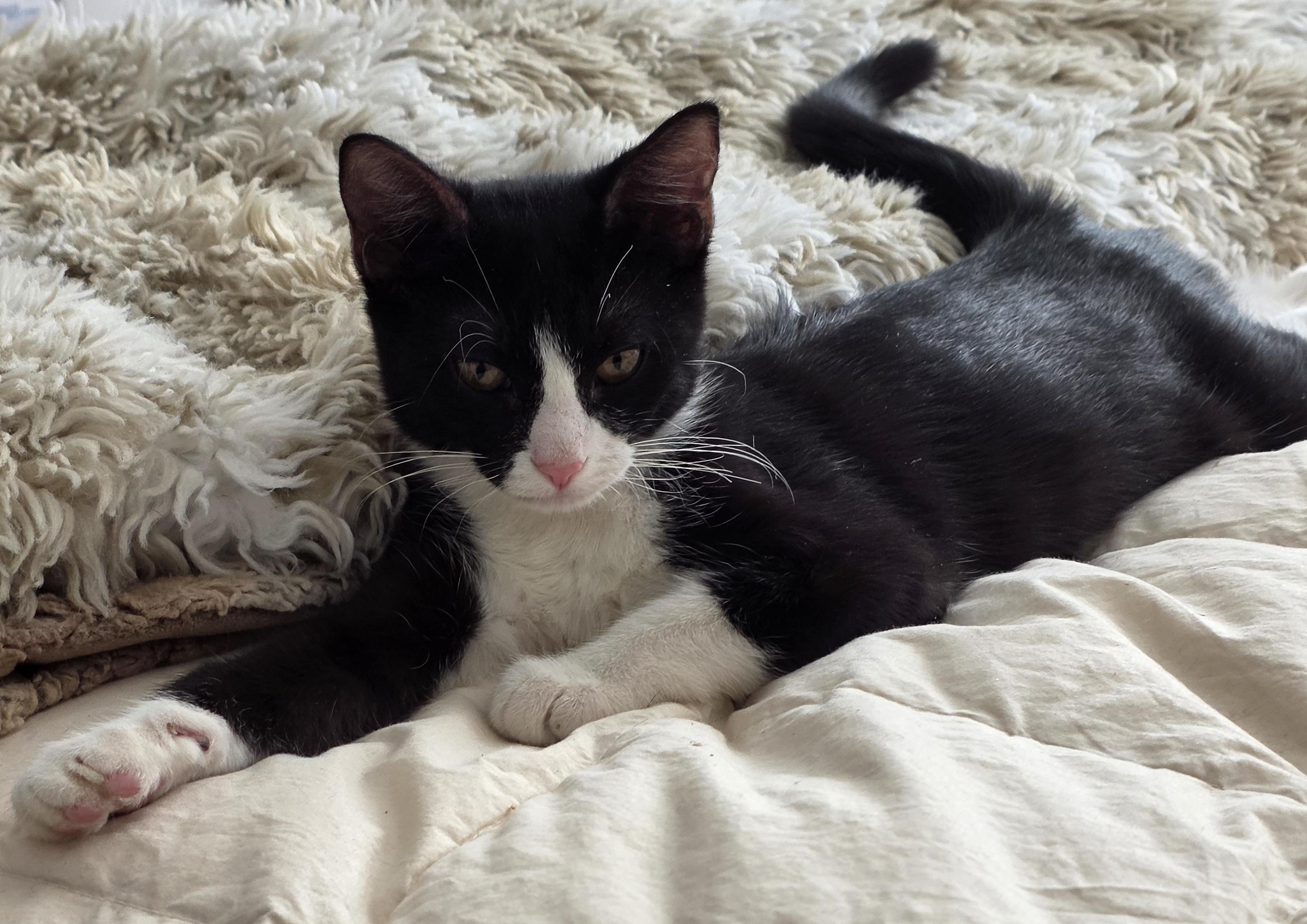 Miss Moppetmittens photo 1