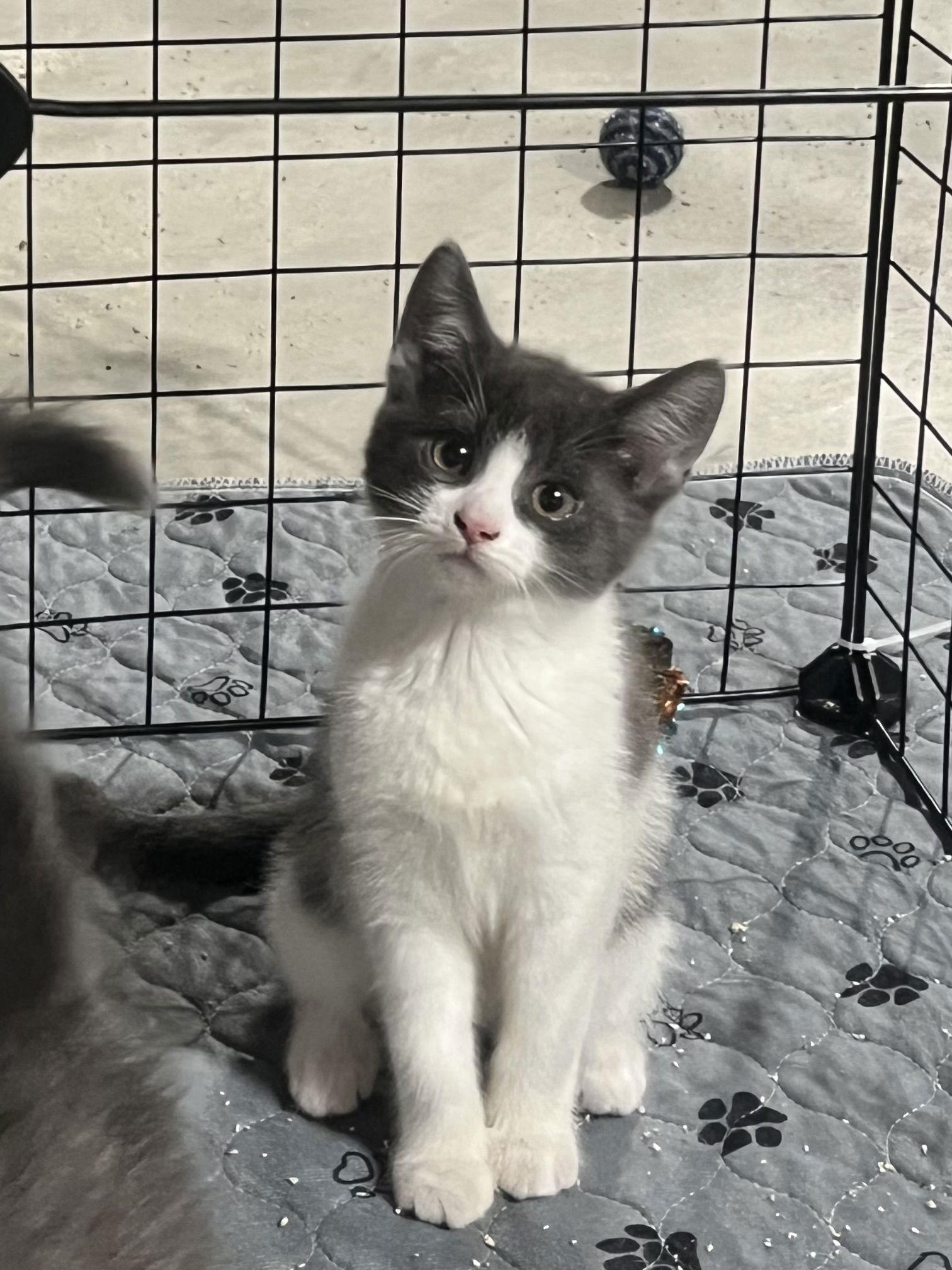 A baby medium-sized female Gray & White Domestic Short Hair cat named Olina for adoption in Walled Lake, MI