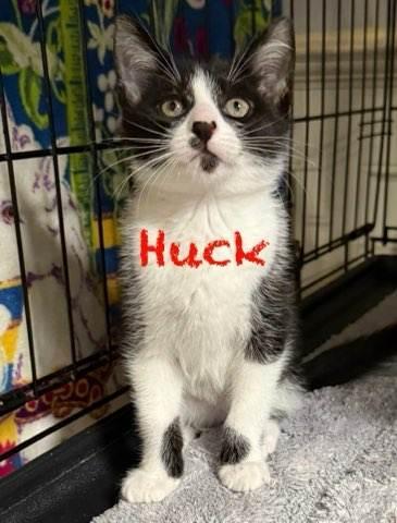 Huck