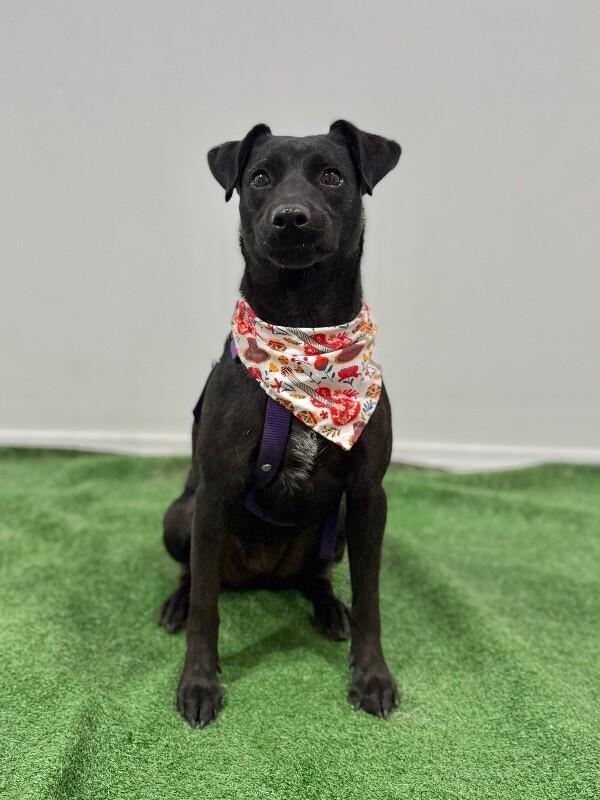 A young medium-sized female Black Labrador Retriever dog named Nala for adoption in Carlsbad, CA