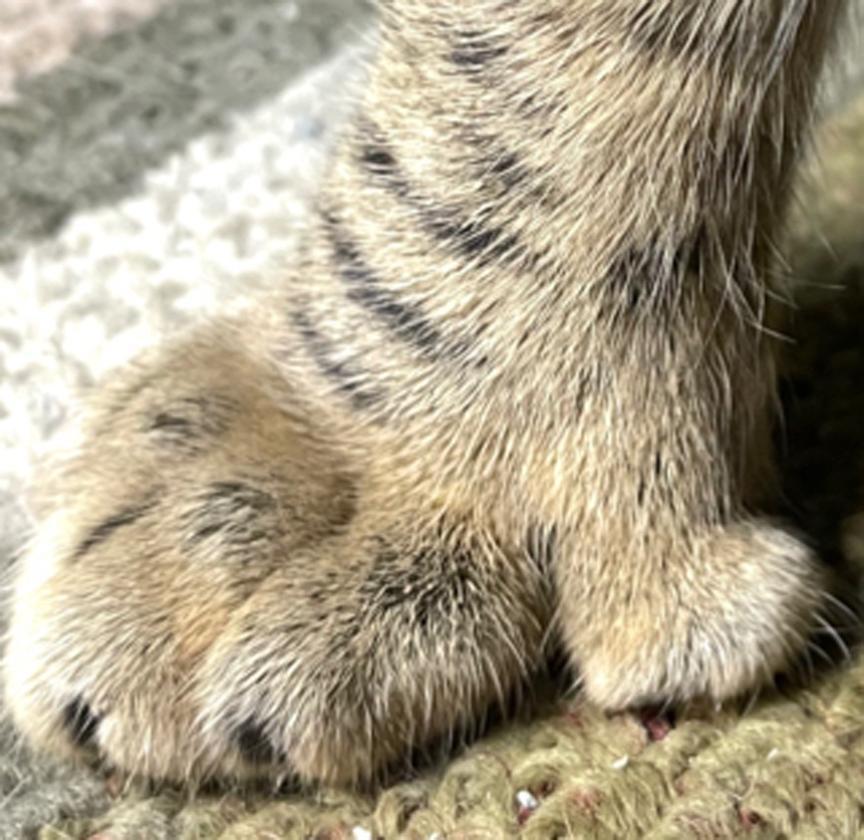 Peter Polydactyl