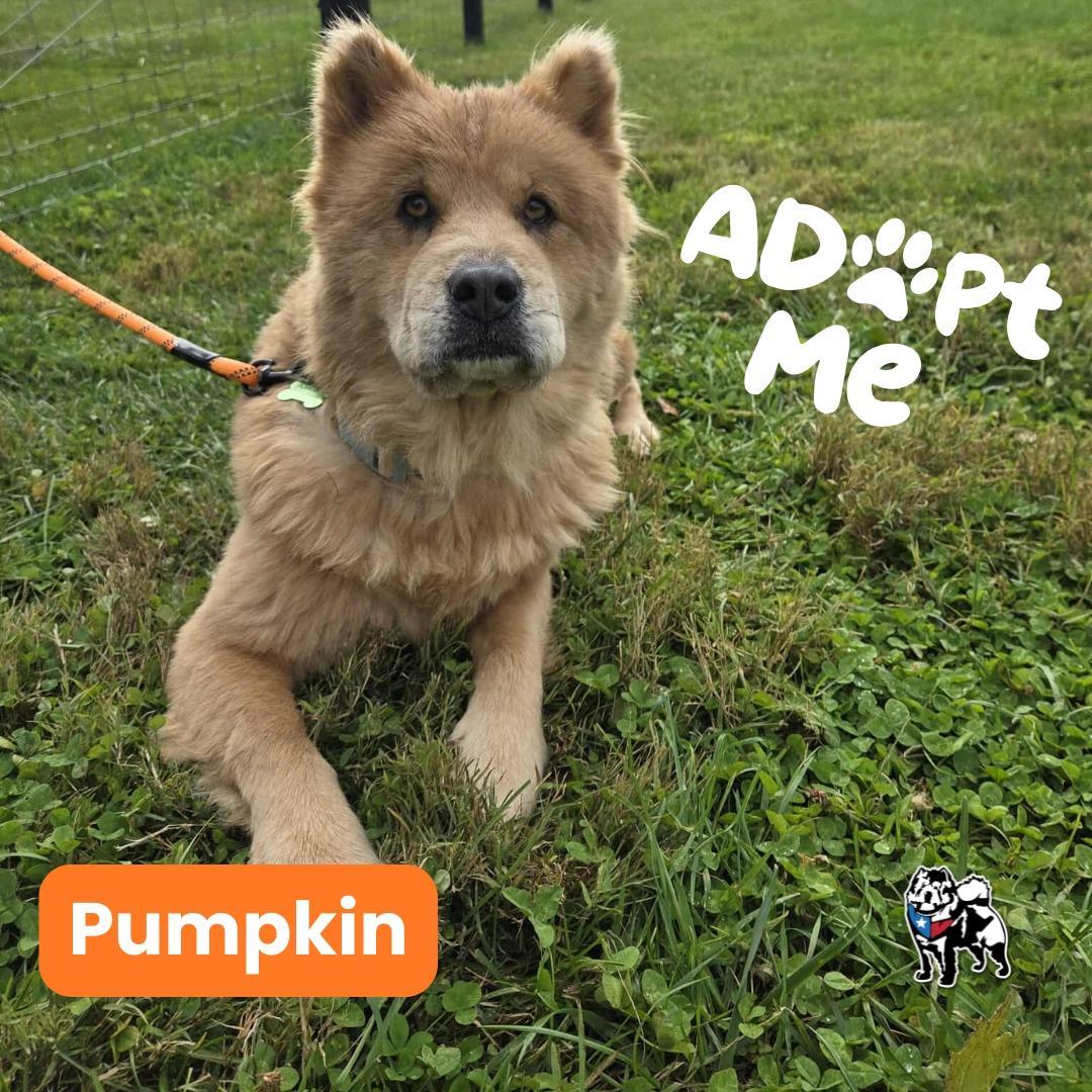 An adult medium-sized female Red / Chestnut / Orange Chow Chow dog named Pumpkin for adoption in Houston, TX