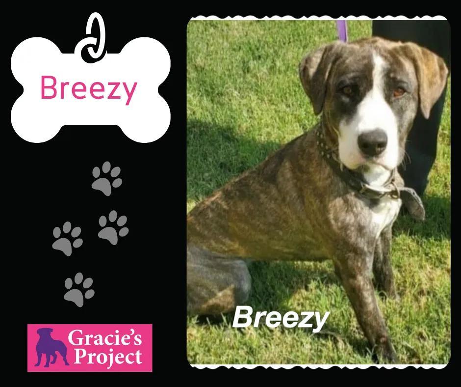 An adult large-sized female Black Catahoula Leopard Dog dog named Breezy for adoption in Canyon, TX