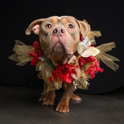 An adult large-sized female Pit Bull Terrier dog named Green Bean Casserole for adoption in Atlanta, GA