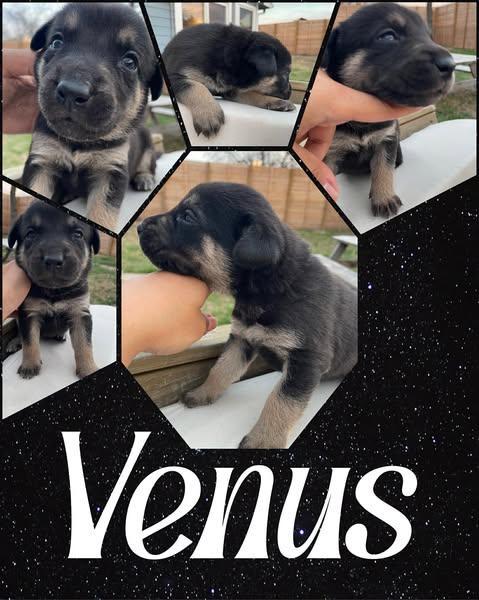 Venus