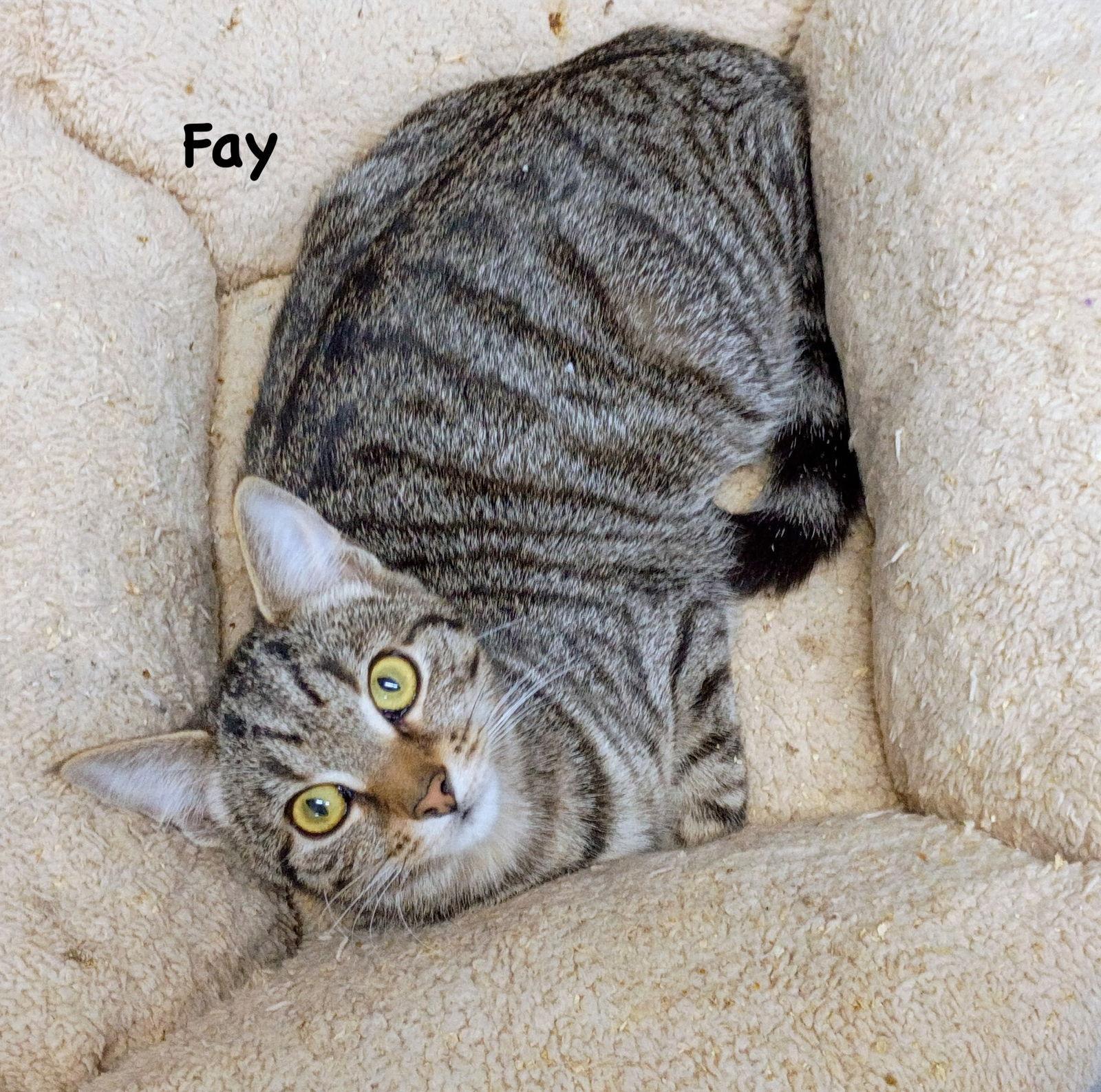 Fay