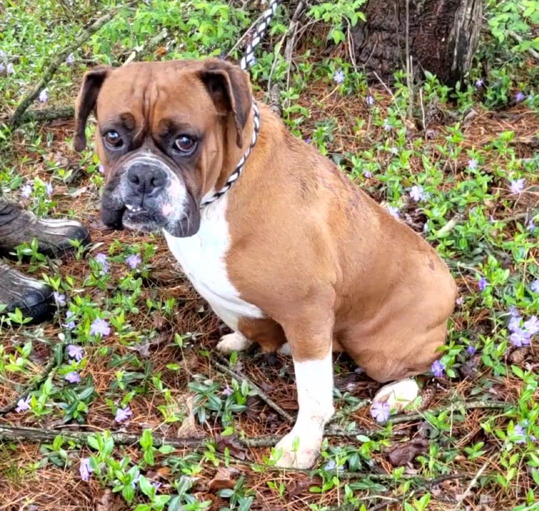 Karmel Dark Fawn Boxer photo 1