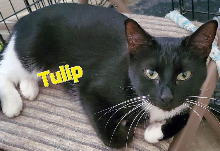 Tulip