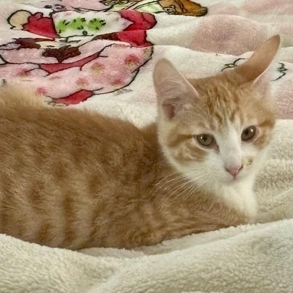 Robin Has Felv+ Mama