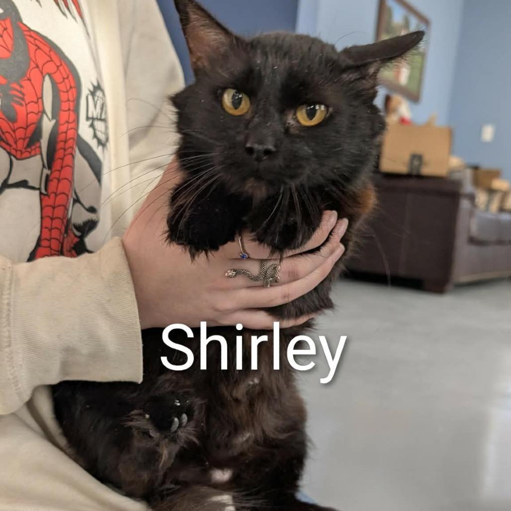 Shirley