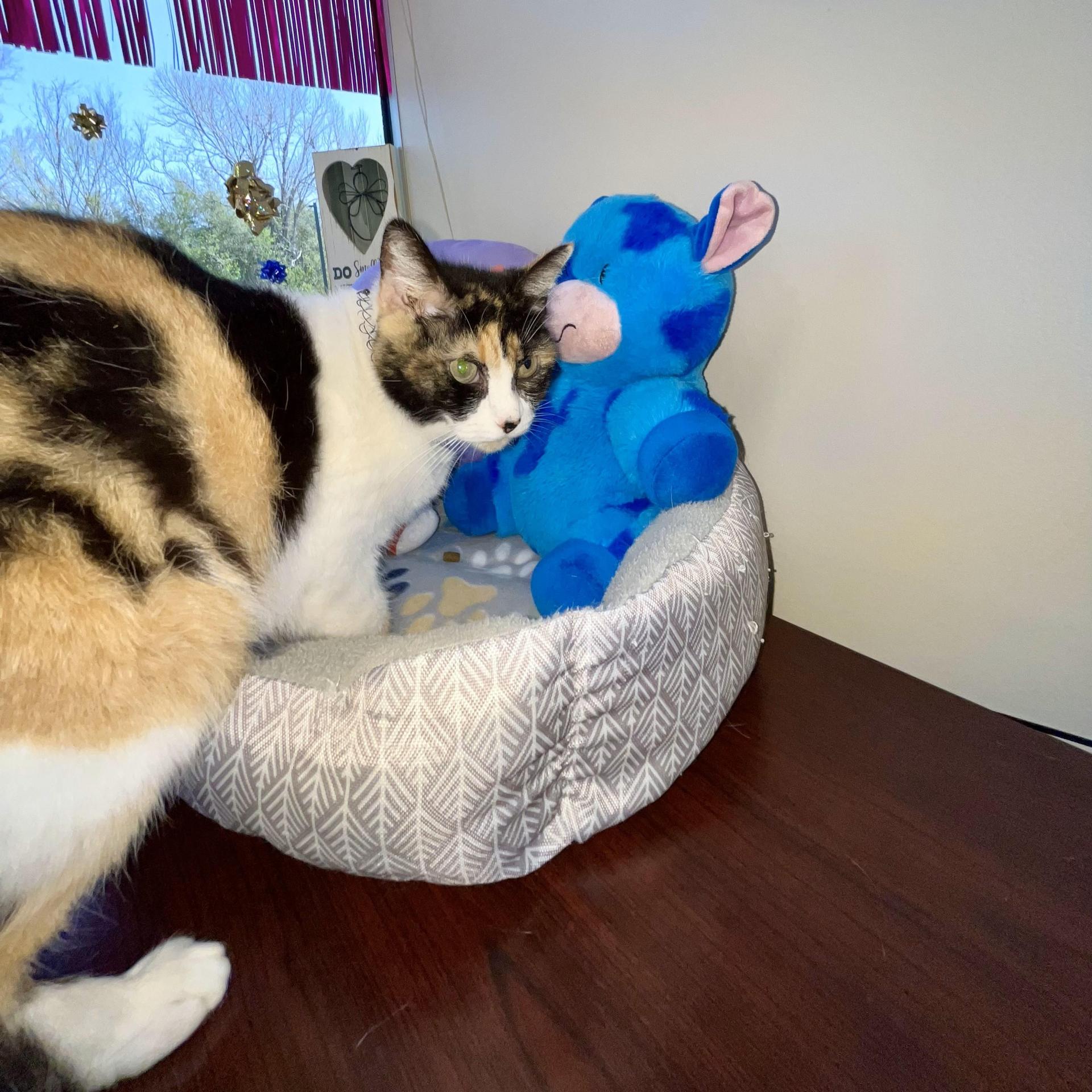 An adult large-sized female Calico Domestic Short Hair cat named Earthquake for adoption in angleton, TX
