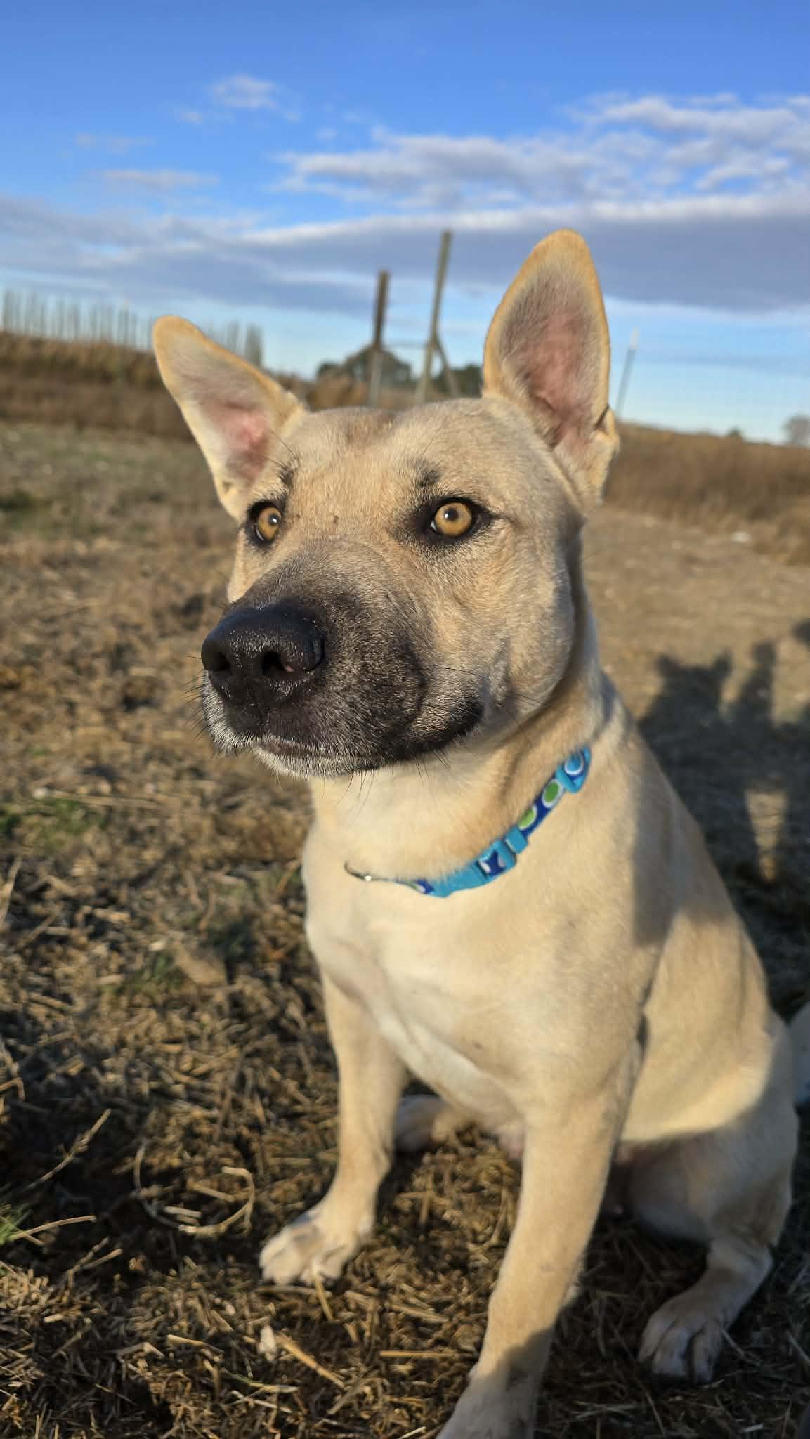 Katniss: Currently In Ridge