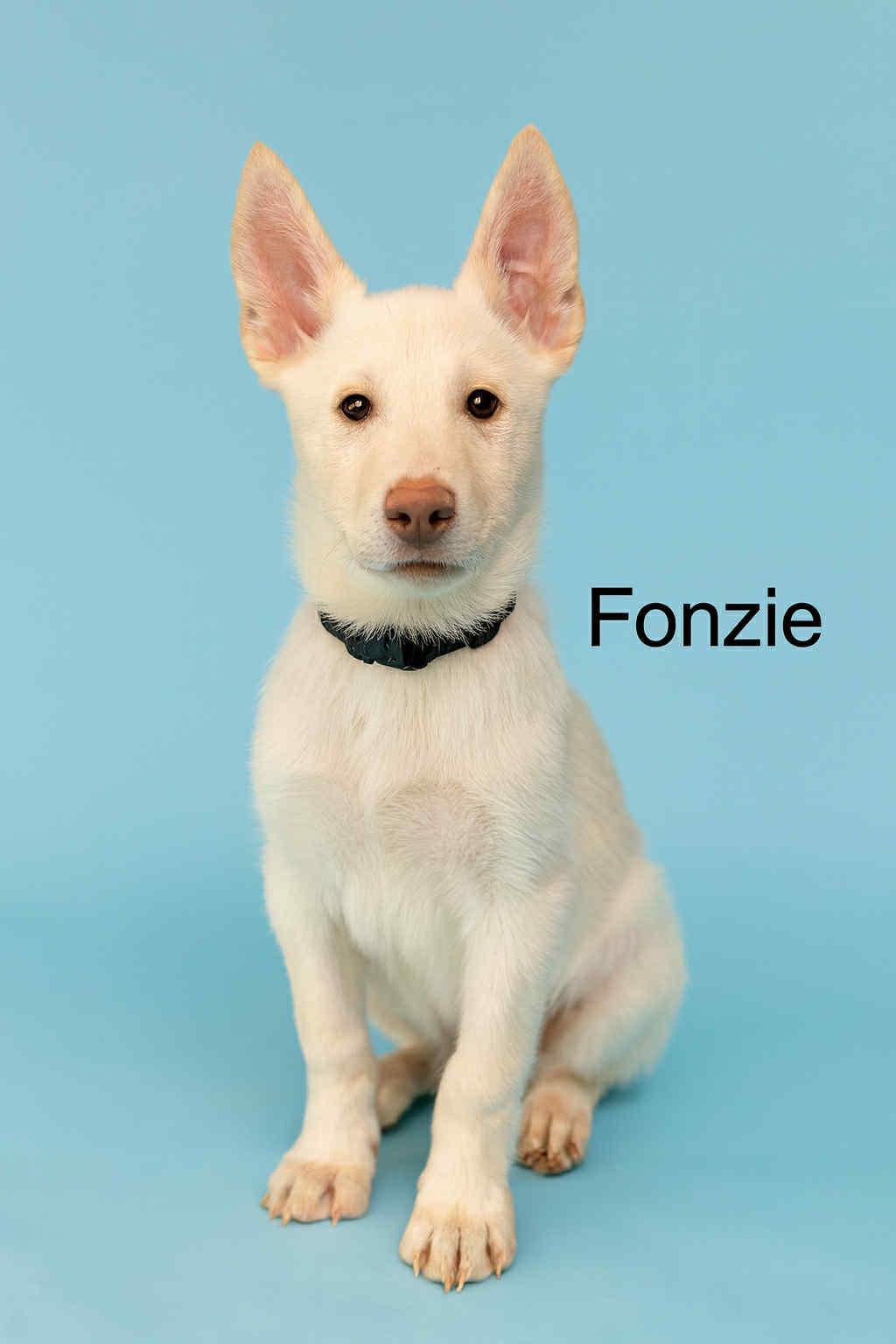 Fonzile