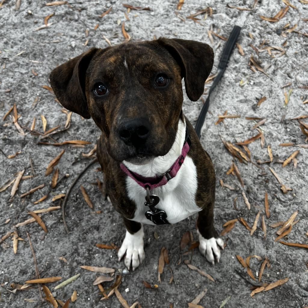 An adult medium-sized male Brown / Chocolate Mixed Breed dog named Kelso for adoption in Summerville, SC