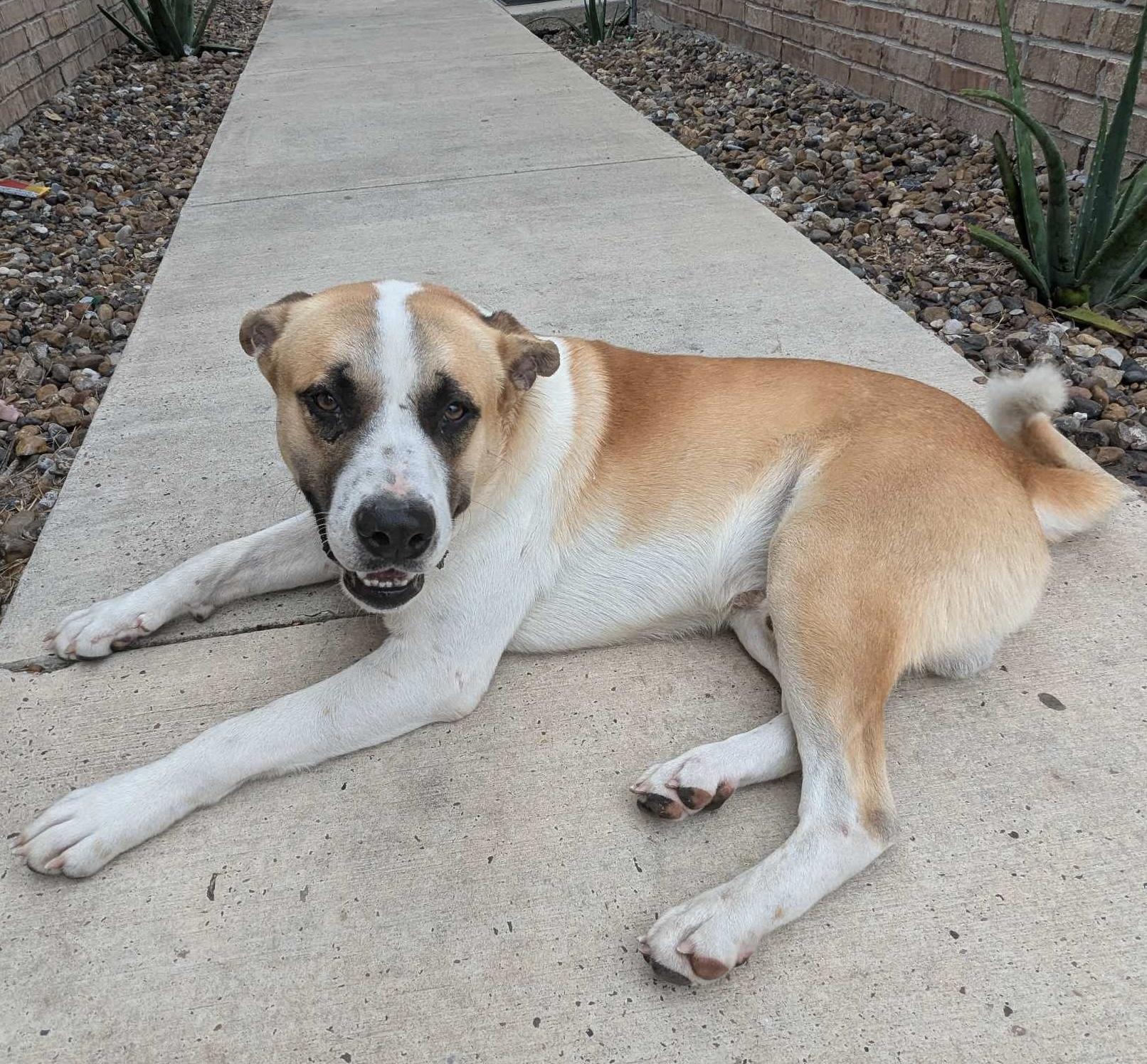 An adult medium-sized male Shepherd dog named Gio for adoption in Harlingen, TX