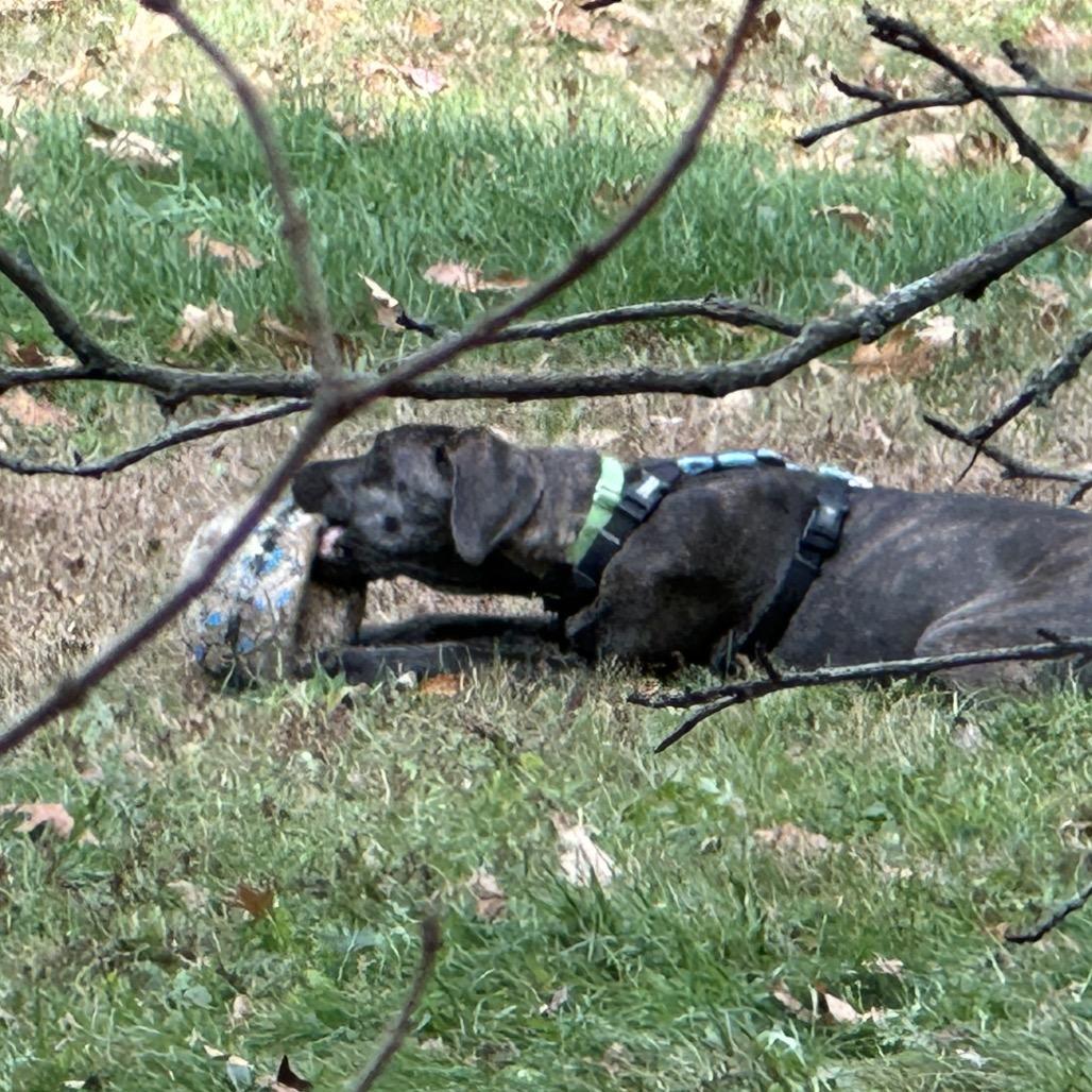 An adult medium-sized female Brindle Mixed Breed dog named Honey for adoption in Saratoga Springs, NY