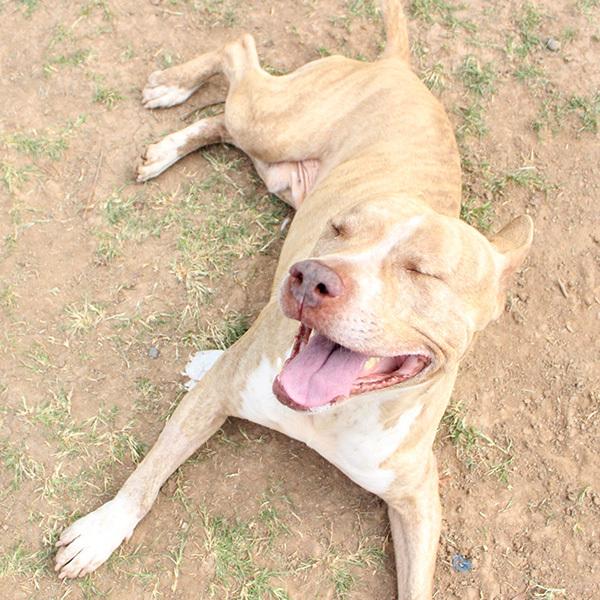 An adult medium-sized male Brindle American Staffordshire Terrier dog named Latte for adoption in Phoenix, AZ