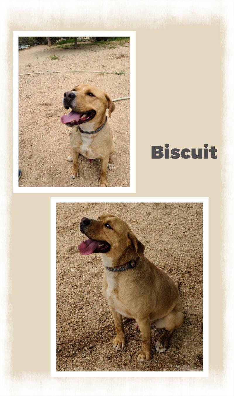 Biscuit